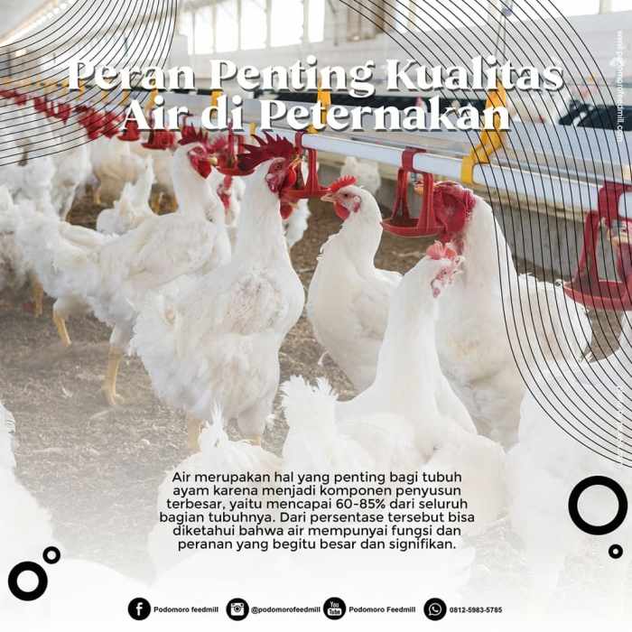 Menghitung biaya produksi dan keuntungan peternakan ayam petelur