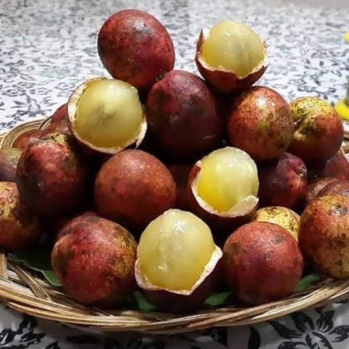 Matoa buah papua pohon tanaman dari hutan bibit eksotis khas langkah hingga rabon manfaat tinggi khasiat sederhana agar budidaya banyak