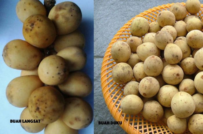 Perbedaan buah duku dan durian