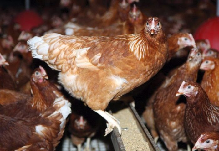 Memilih jenis ayam petelur yang paling produktif di Indonesia