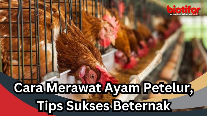 Perawatan ayam petelur organik untuk mendapatkan telur berkualitas