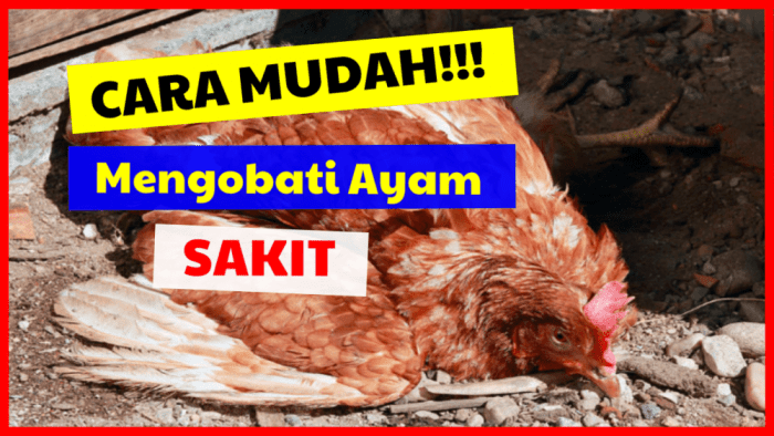 Mengenal jenis-jenis penyakit ayam petelur dan cara mengobatinya