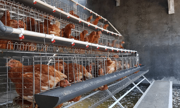 Ayam kandang petelur membuat kebun kawat kayu sederhana