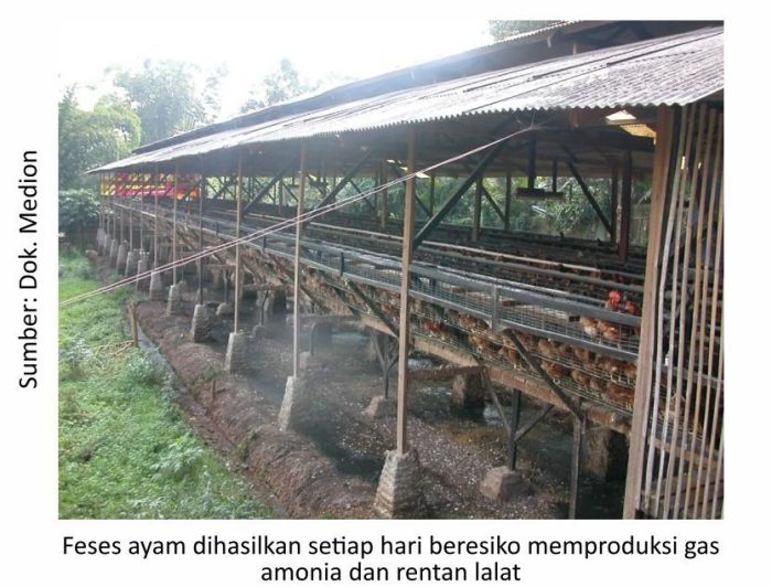 Membangun sistem pembuangan kotoran ayam yang ramah lingkungan