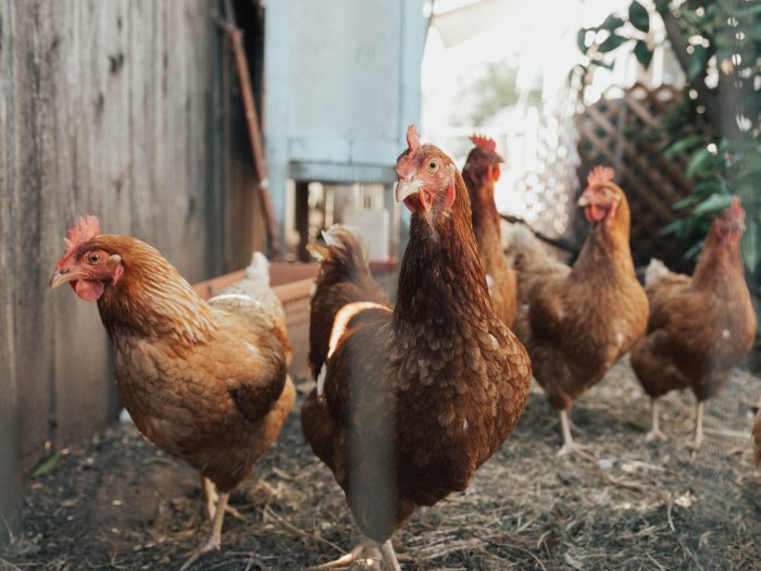 Ayam petelur jenis unggul telur putih