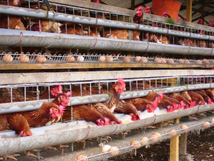 Cara meningkatkan produktivitas ayam petelur dengan teknik manajemen yang baik