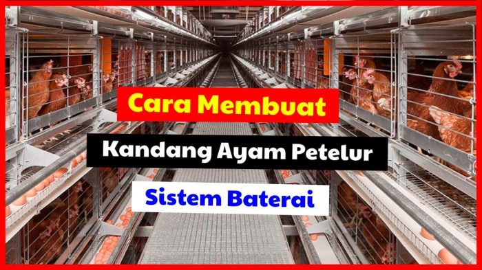 Ayam kandang petelur minum kawat pakan sederhana