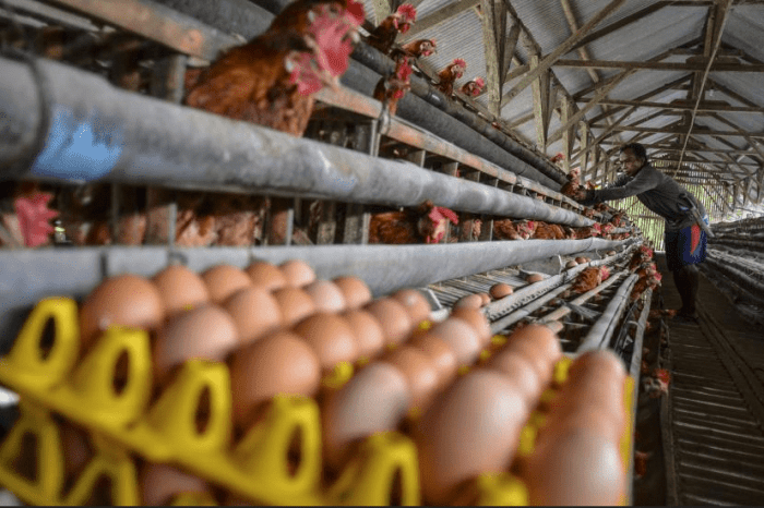 Cara meningkatkan produktivitas ayam petelur dengan teknik manajemen yang baik