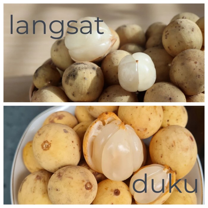 Buah rambai perbedaan duku langka