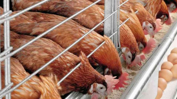 Membuat pakan ayam petelur sendiri dengan bahan alami