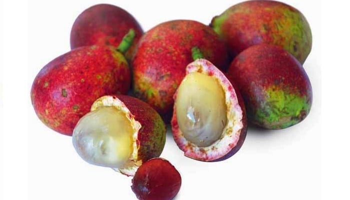 Matoa buah papua manfaat tanaman indonesia langka khas pometia bibit pinnata pohon rambutan asli budidaya khasiat varietas bergaransi unggul usahanya