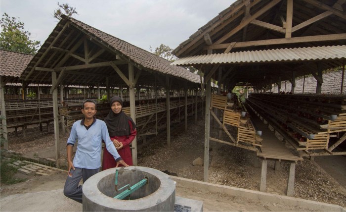 Membangun sistem pembuangan kotoran ayam yang ramah lingkungan