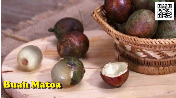 Perbedaan Buah Matoa dan Rambutan