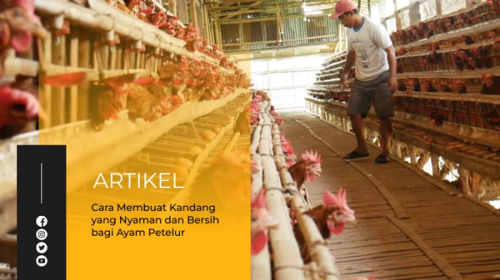 Membuat kandang ayam petelur yang nyaman dan bebas stres